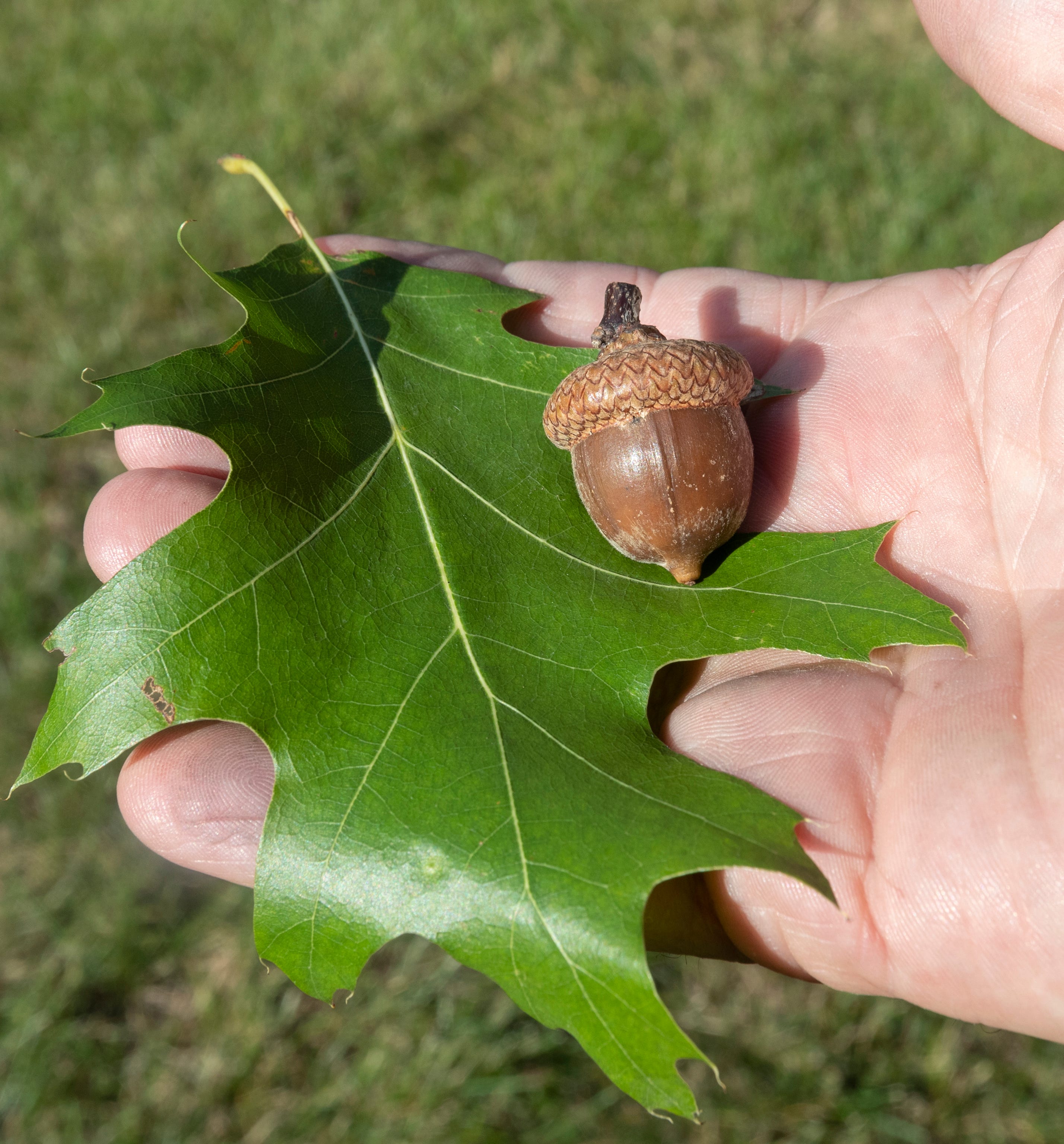 Detail Images Of Acorns Nomer 47