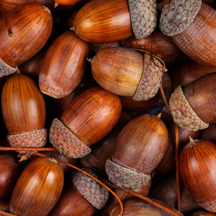 Detail Images Of Acorns Nomer 6