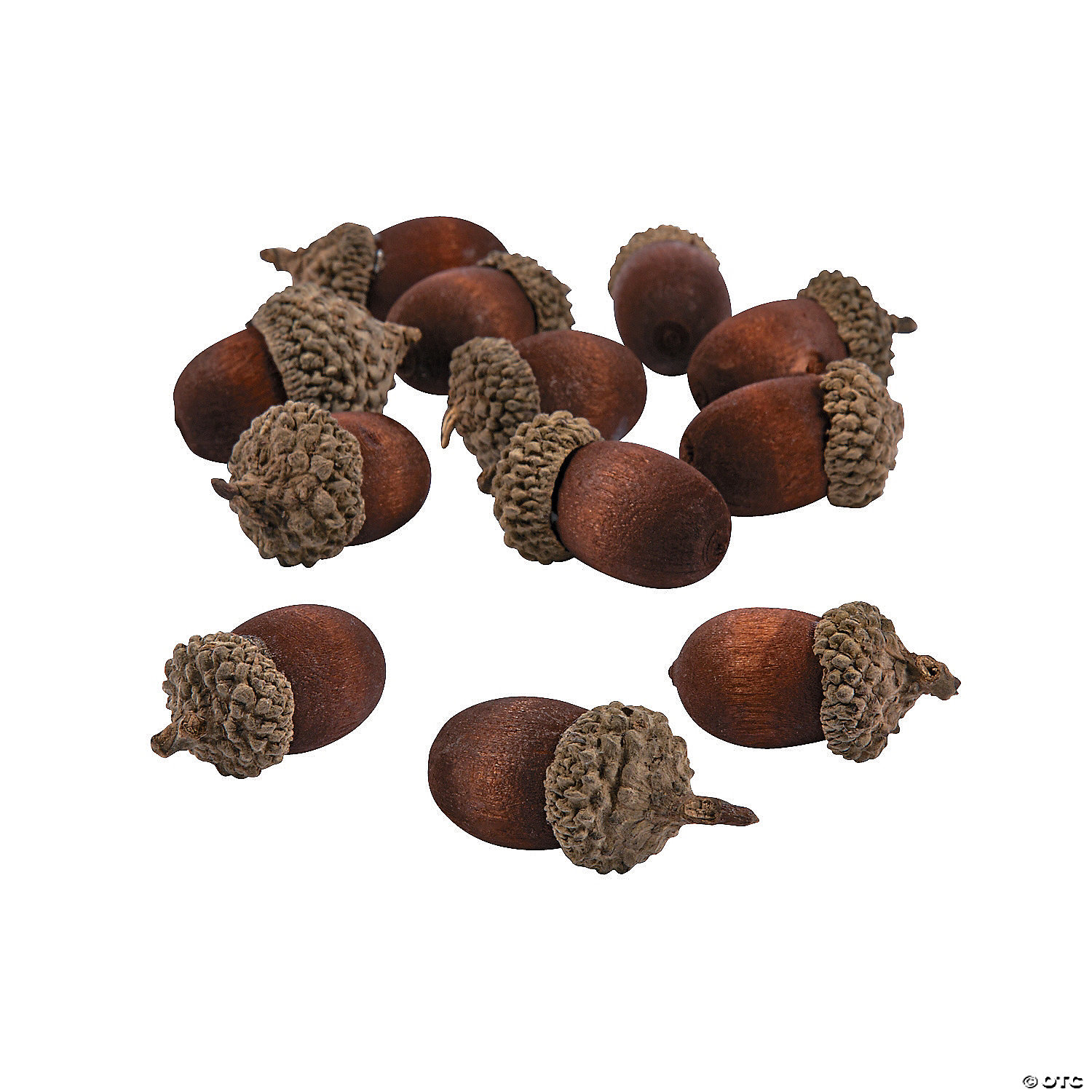 Detail Images Of Acorns Nomer 48