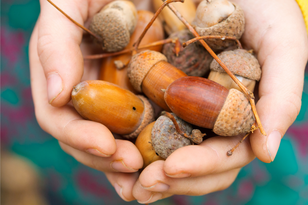 Detail Images Of Acorns Nomer 49