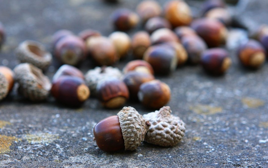 Detail Images Of Acorns Nomer 8