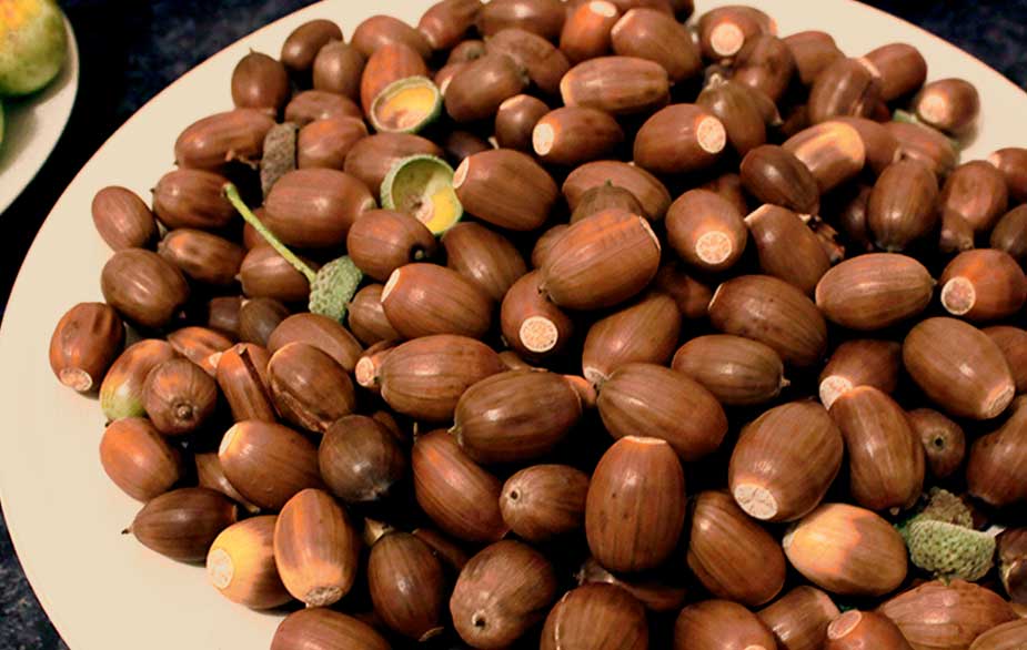 Detail Images Of Acorns Nomer 9