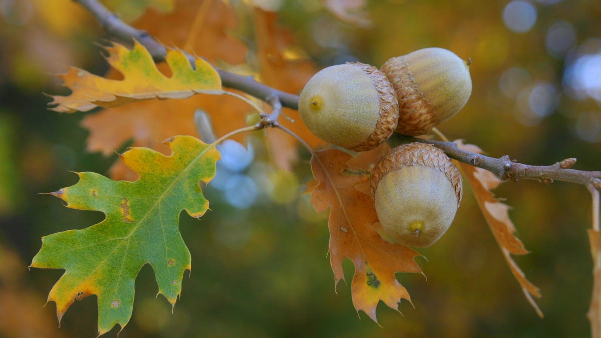 Detail Images Of Acorns Nomer 10