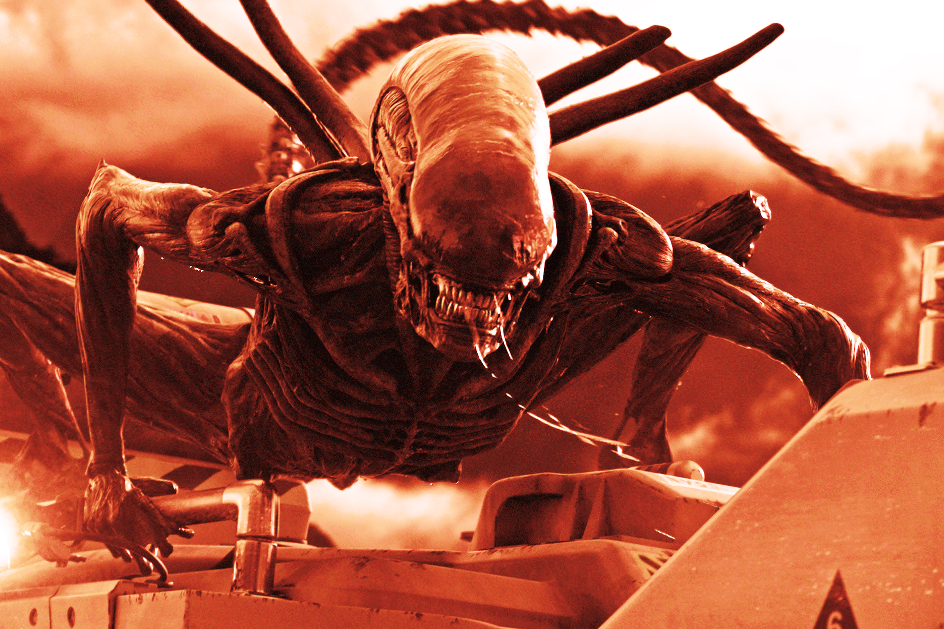 Detail Images Of Alien Nomer 39