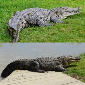 Detail Images Of Alligators And Crocodiles Nomer 12