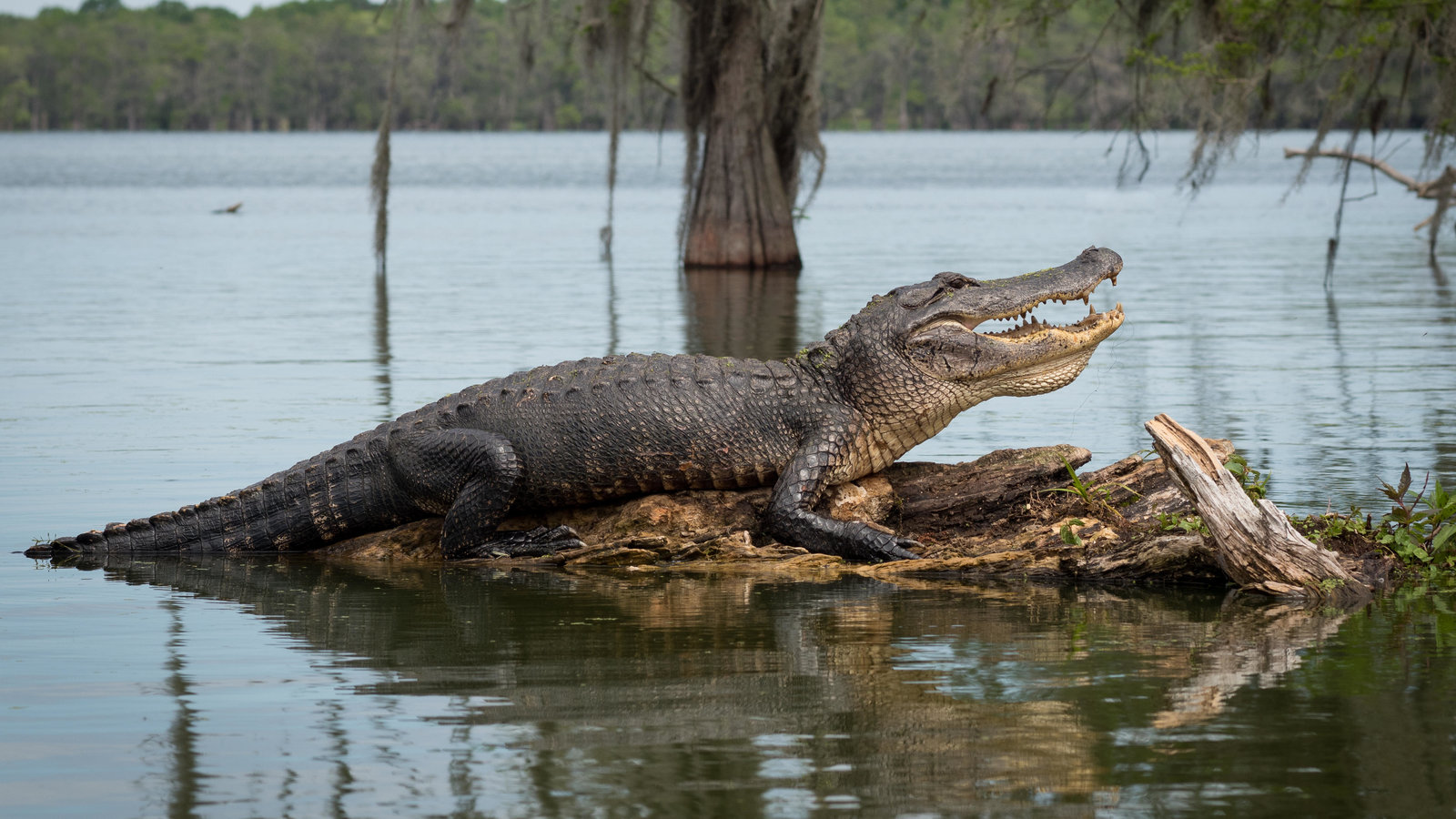 Detail Images Of Alligators And Crocodiles Nomer 13