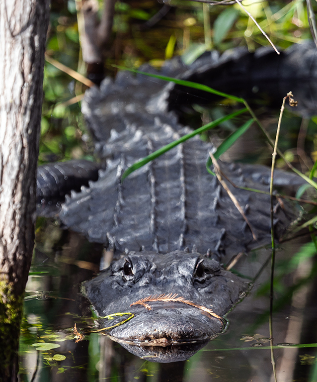 Detail Images Of Alligators And Crocodiles Nomer 19