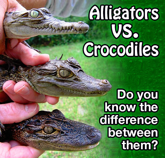 Detail Images Of Alligators And Crocodiles Nomer 24