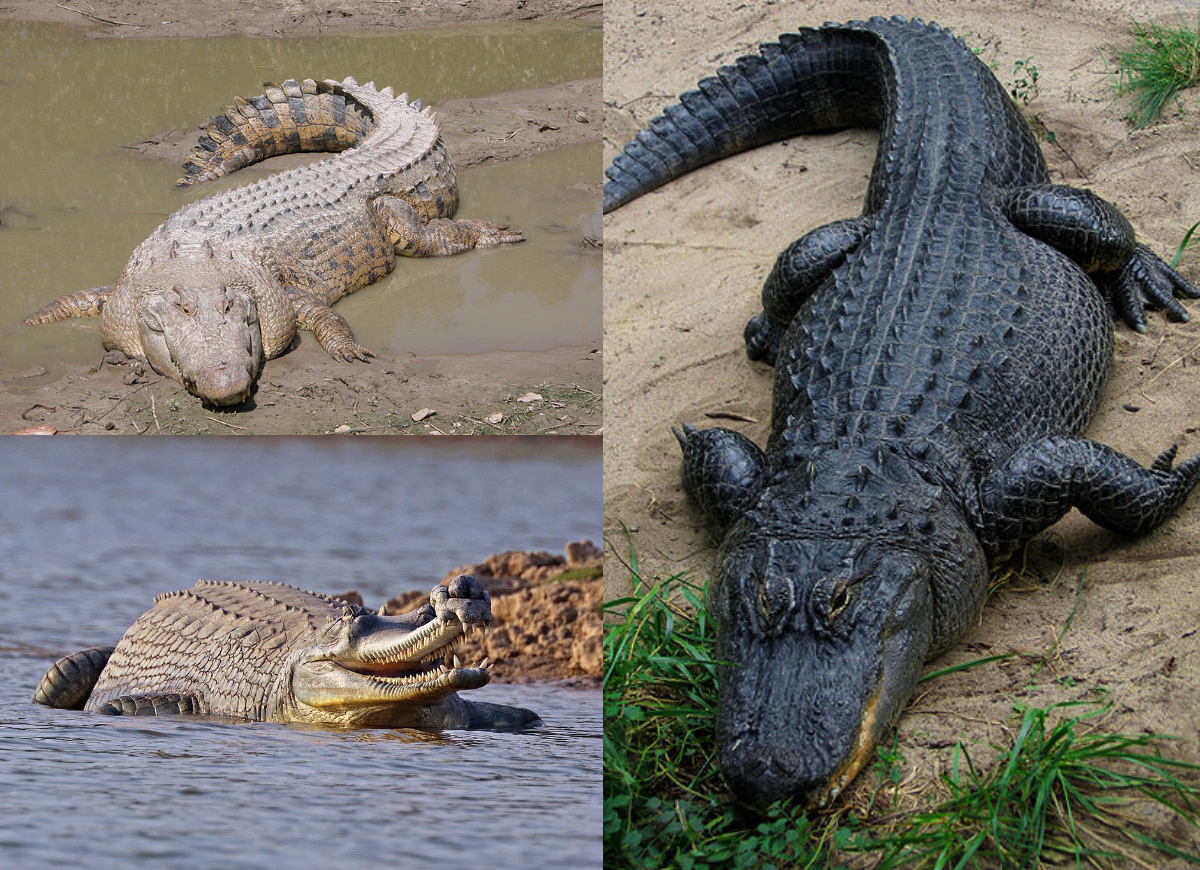 Detail Images Of Alligators And Crocodiles Nomer 26