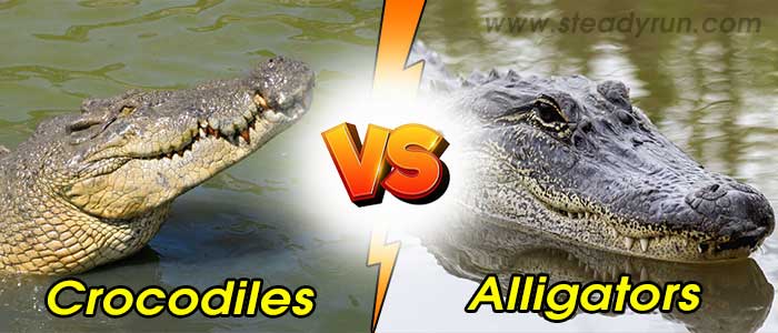 Detail Images Of Alligators And Crocodiles Nomer 28