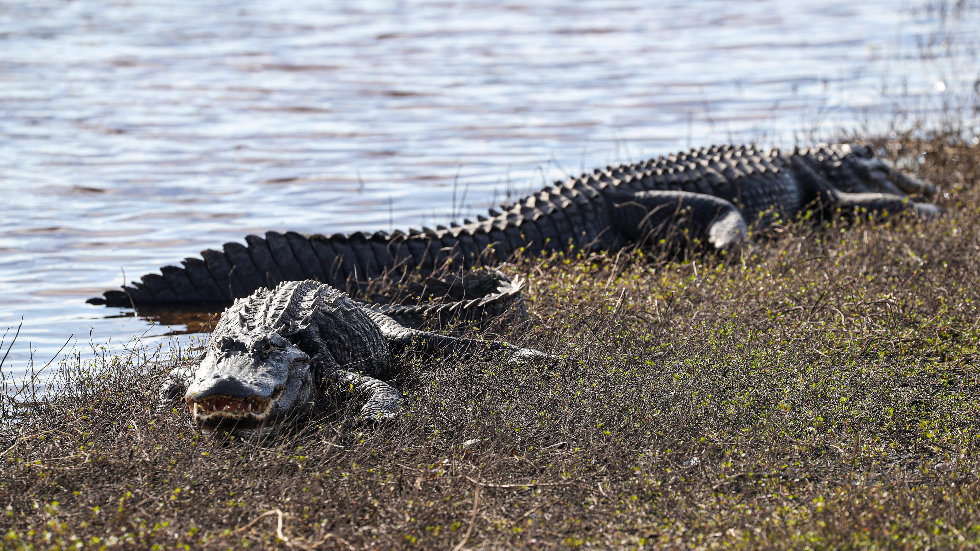 Detail Images Of Alligators And Crocodiles Nomer 30