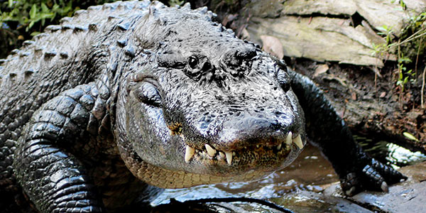 Detail Images Of Alligators And Crocodiles Nomer 33