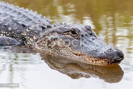 Detail Images Of Alligators And Crocodiles Nomer 42