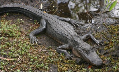 Detail Images Of Alligators And Crocodiles Nomer 43