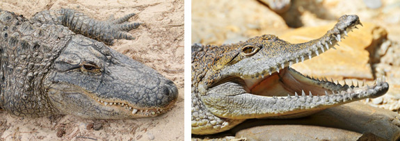 Detail Images Of Alligators And Crocodiles Nomer 46