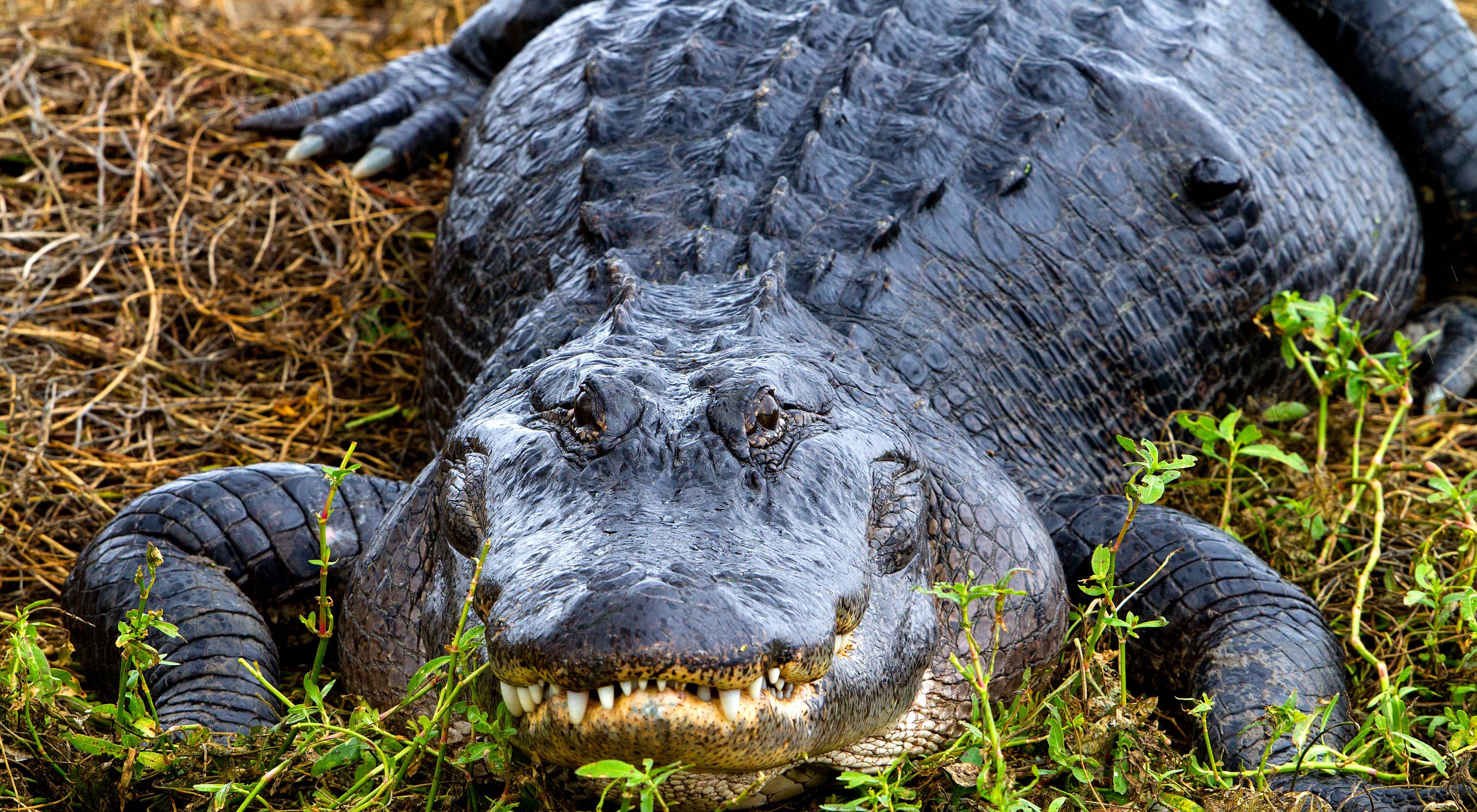 Detail Images Of Alligators And Crocodiles Nomer 49