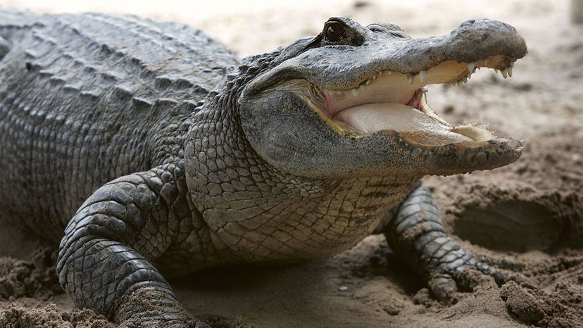 Detail Images Of Alligators And Crocodiles Nomer 51