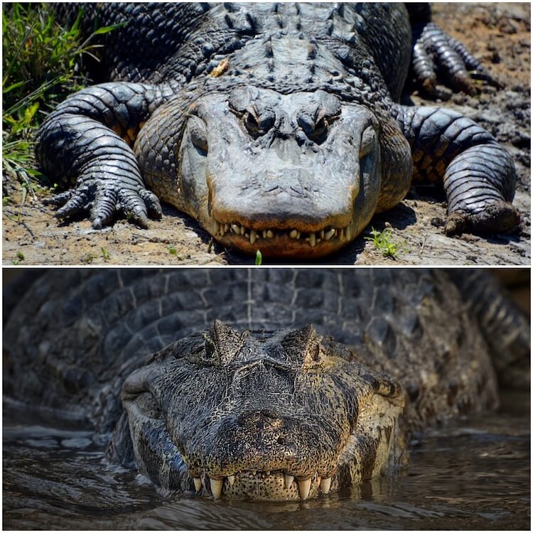 Detail Images Of Alligators And Crocodiles Nomer 7