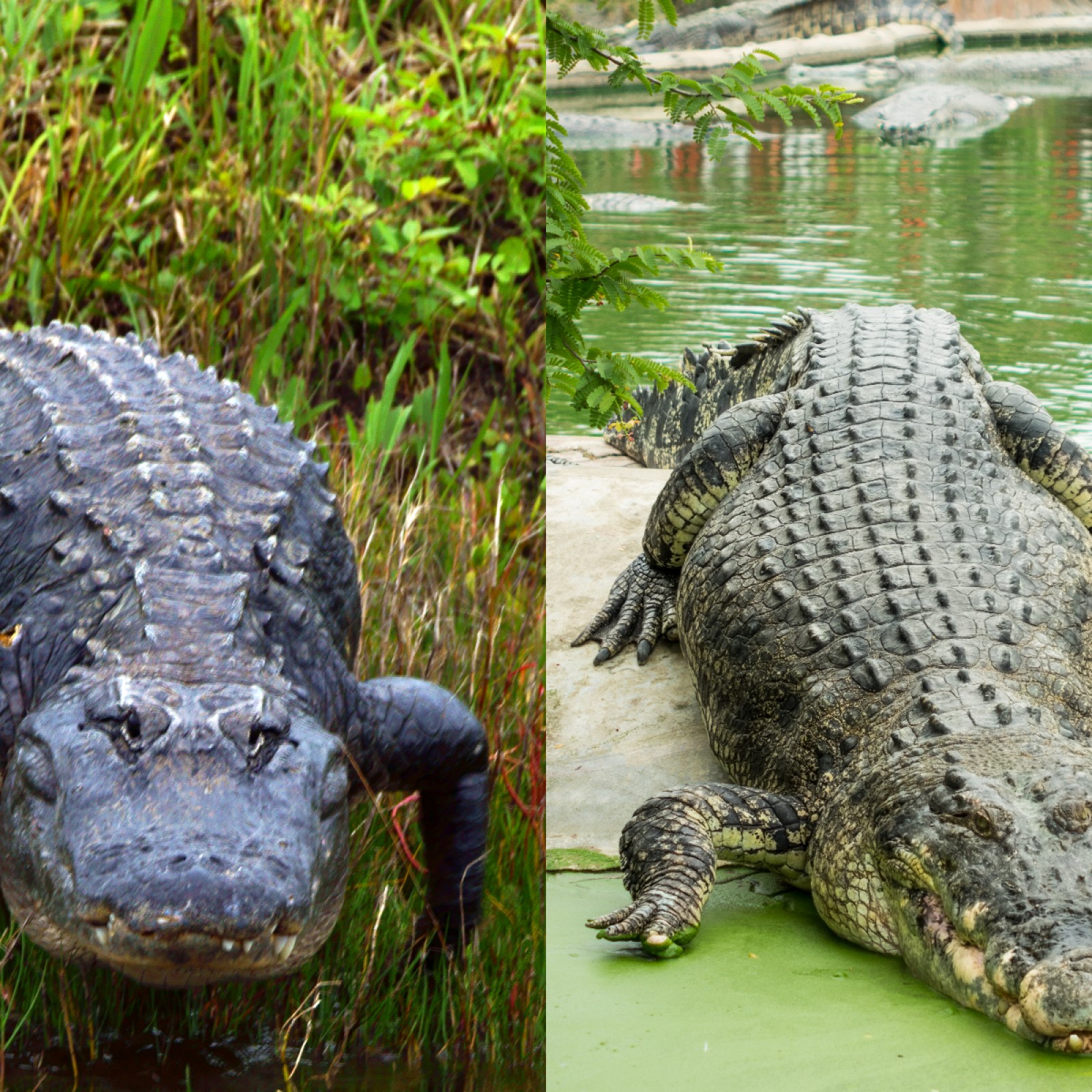 Detail Images Of Alligators And Crocodiles Nomer 10