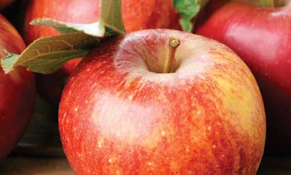 Detail Images Of An Apple Nomer 39