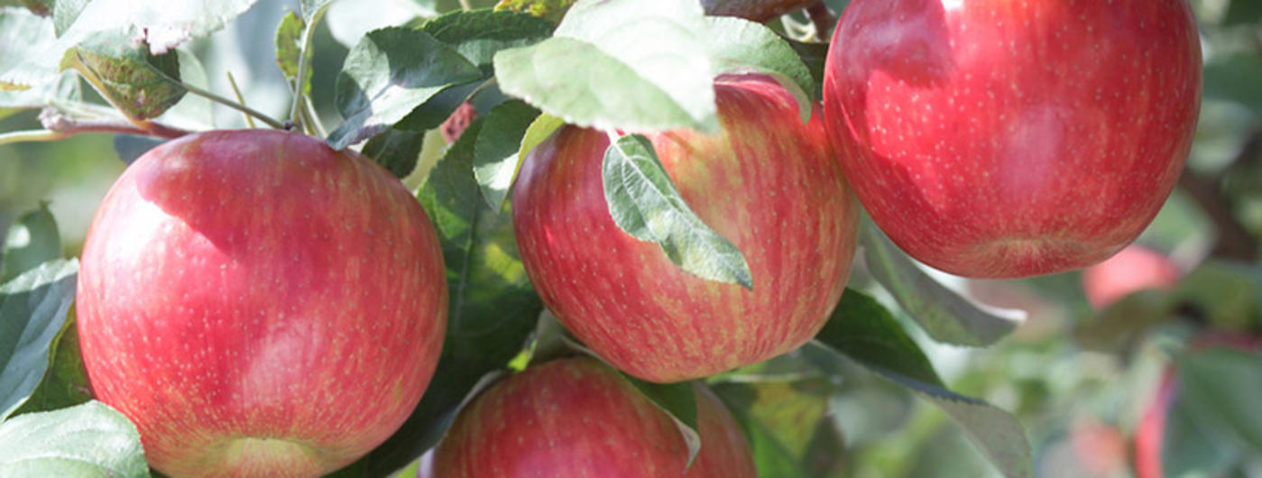 Detail Images Of An Apple Nomer 41