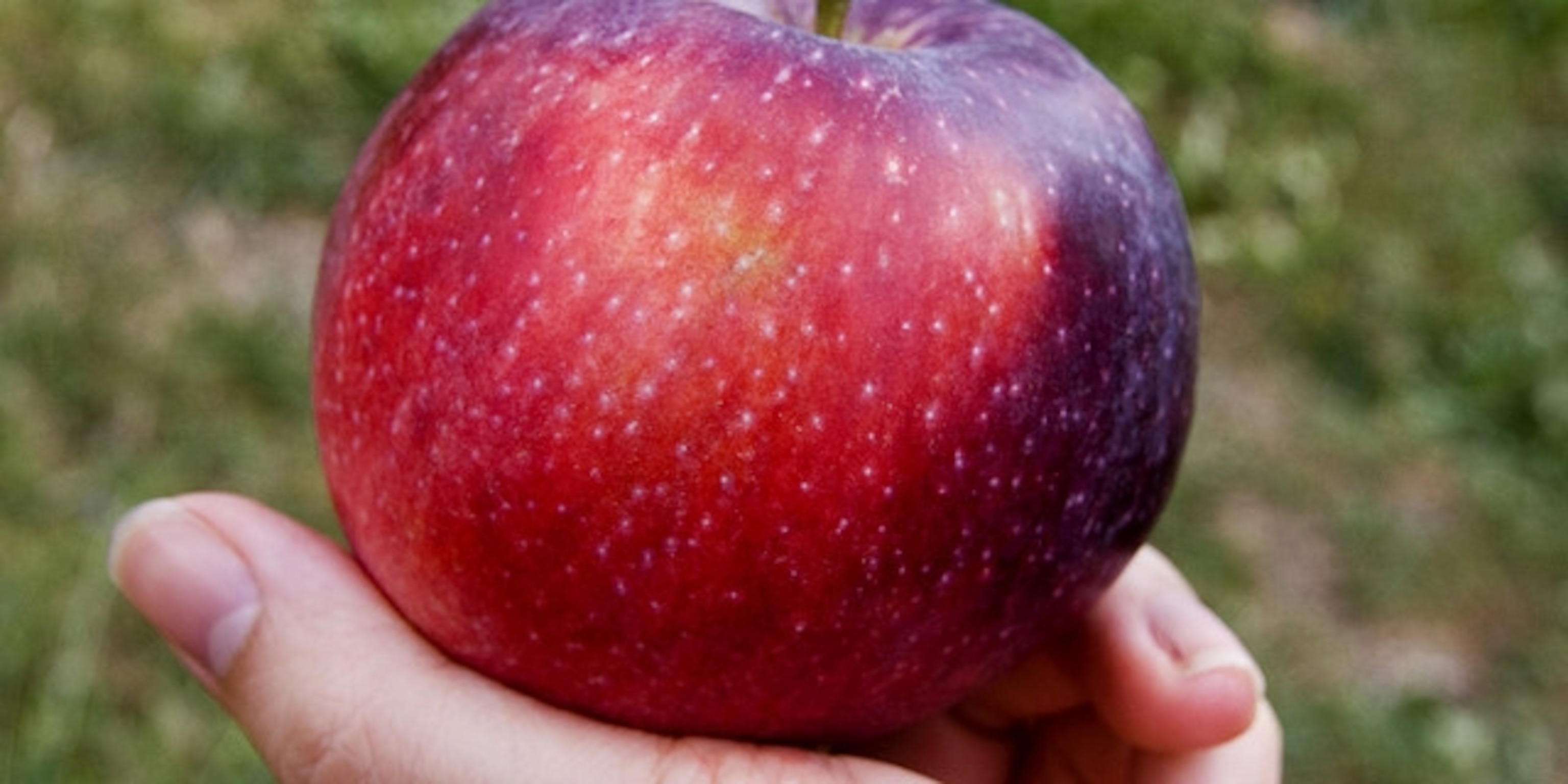 Detail Images Of An Apple Nomer 42