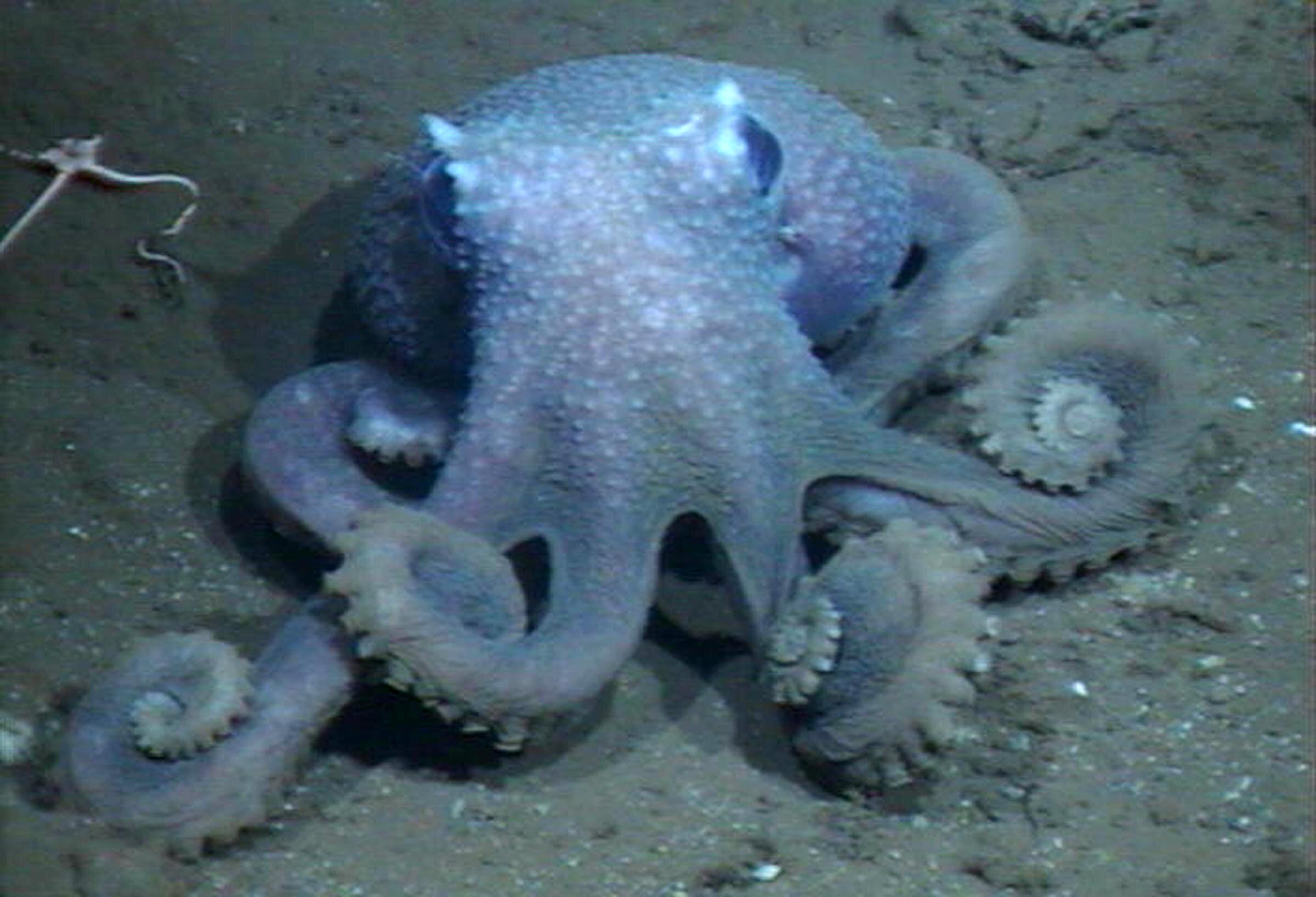 Detail Images Of An Octopus Nomer 31