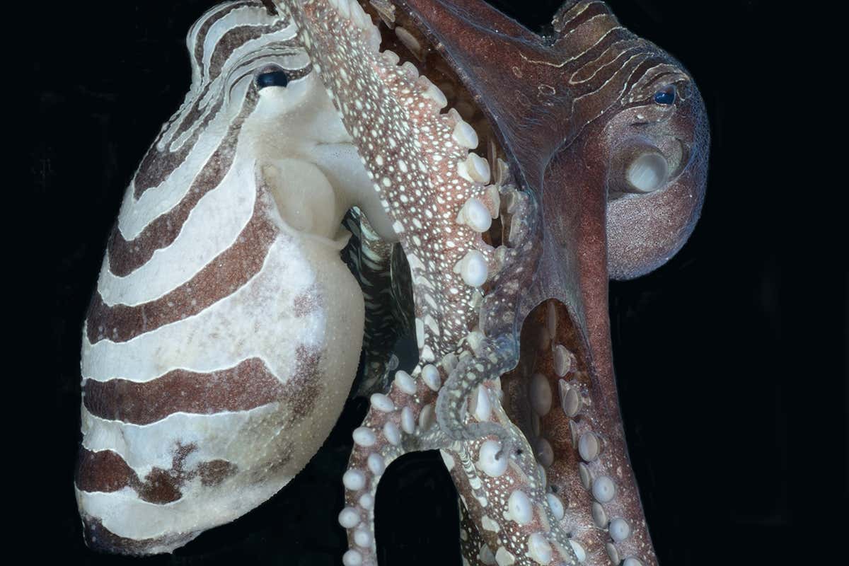 Detail Images Of An Octopus Nomer 47