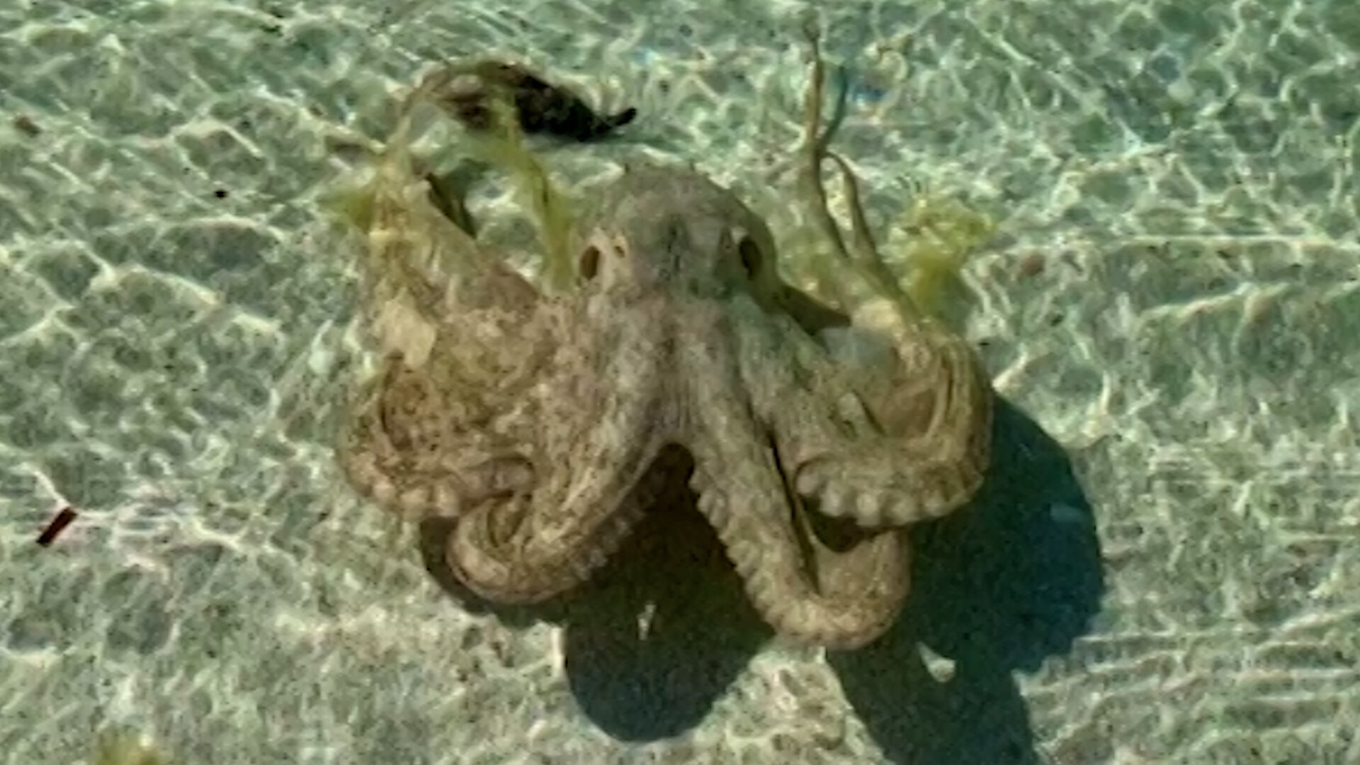 Detail Images Of An Octopus Nomer 49