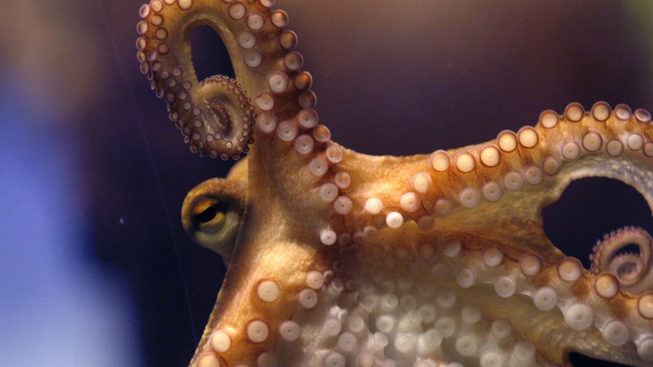 Detail Images Of An Octopus Nomer 58