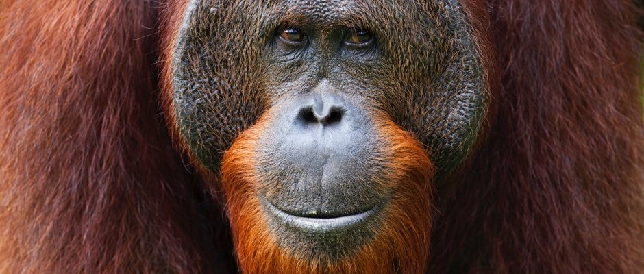 Detail Images Of An Orangutan Nomer 13