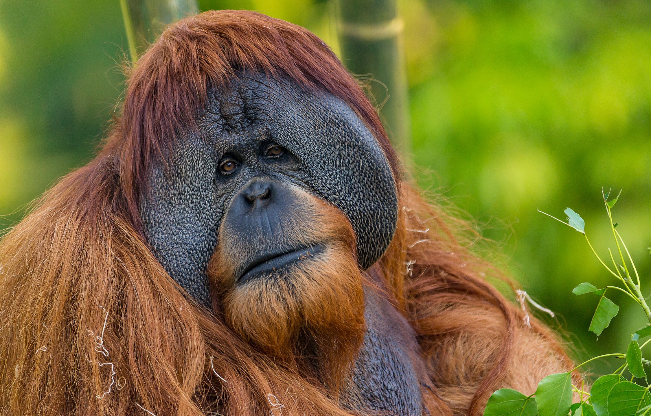 Detail Images Of An Orangutan Nomer 14