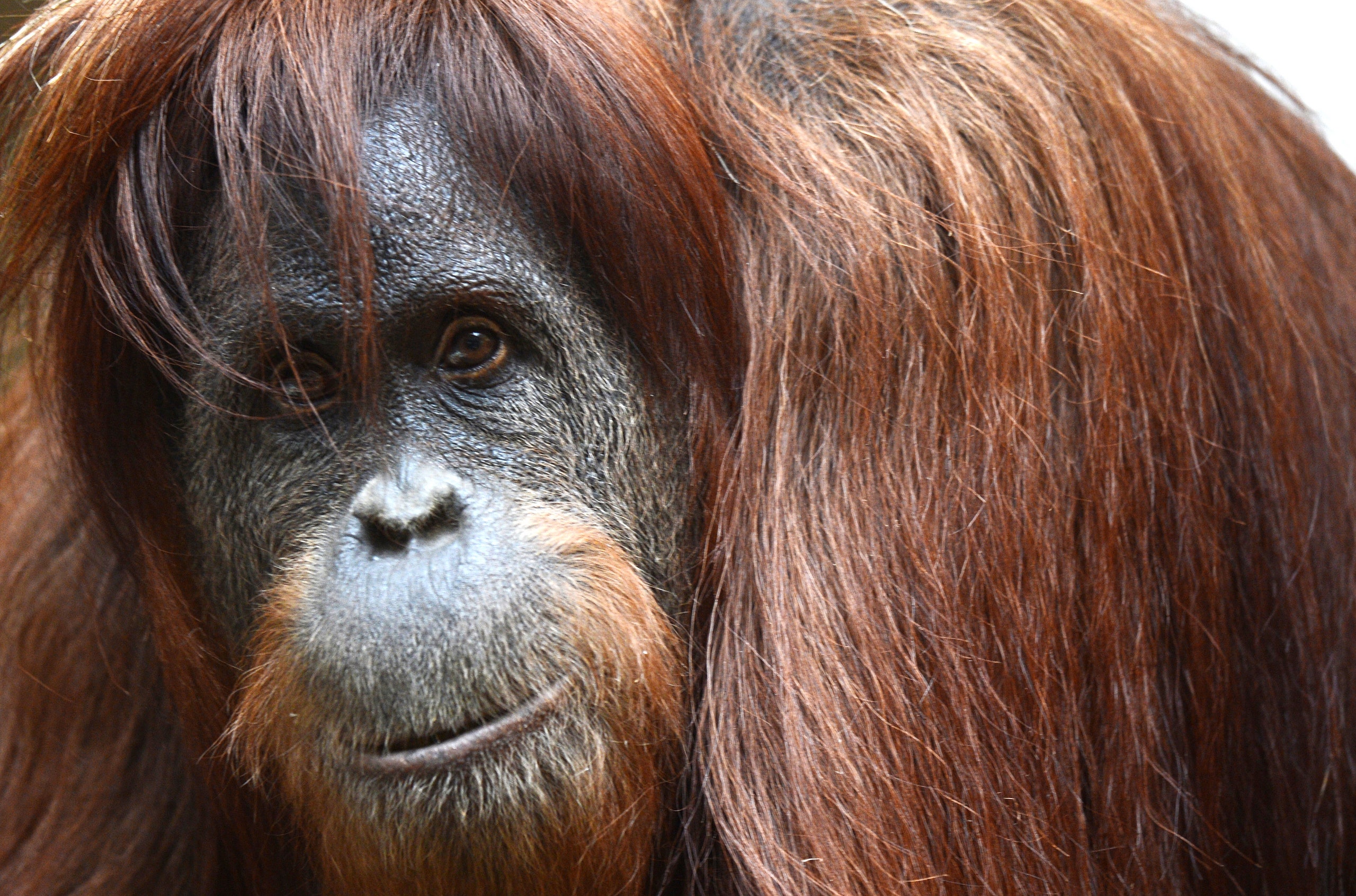 Detail Images Of An Orangutan Nomer 15