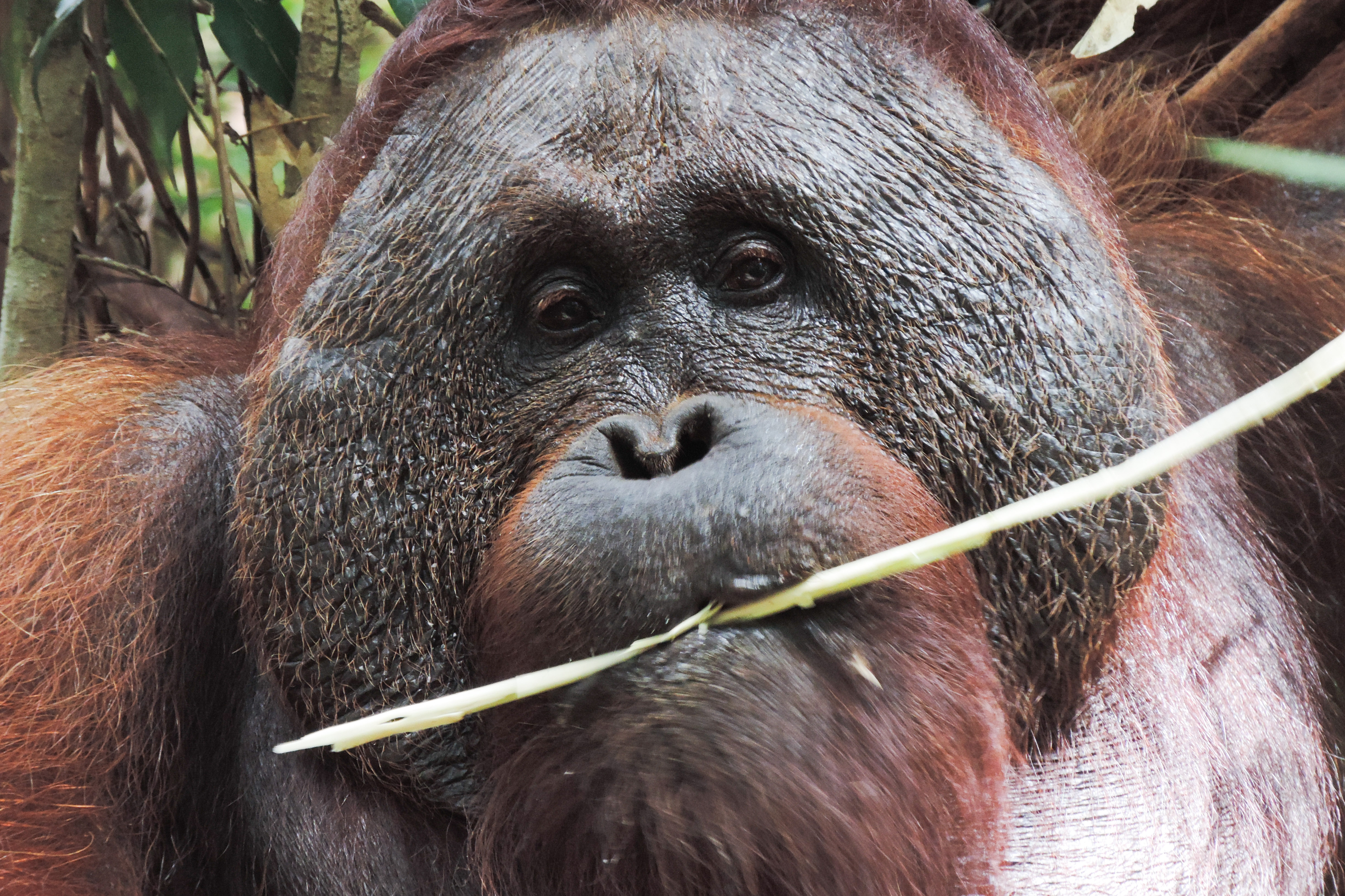 Detail Images Of An Orangutan Nomer 16