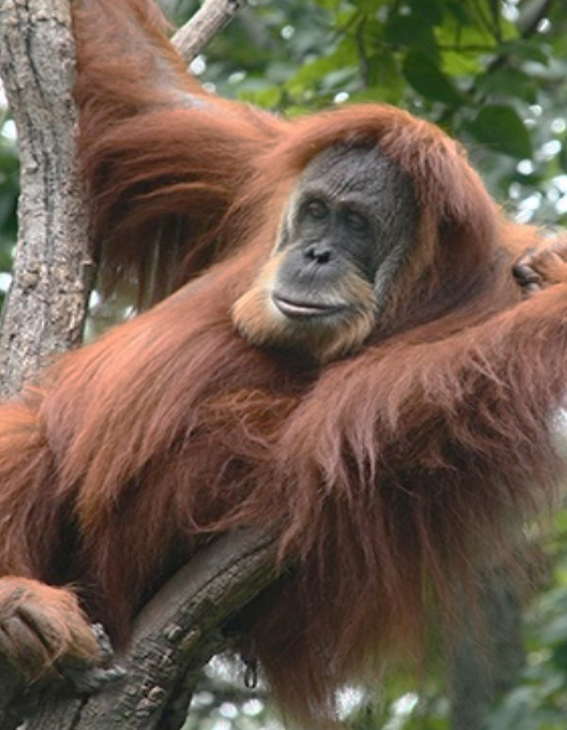 Detail Images Of An Orangutan Nomer 18
