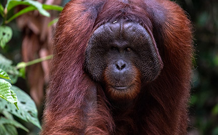 Detail Images Of An Orangutan Nomer 19