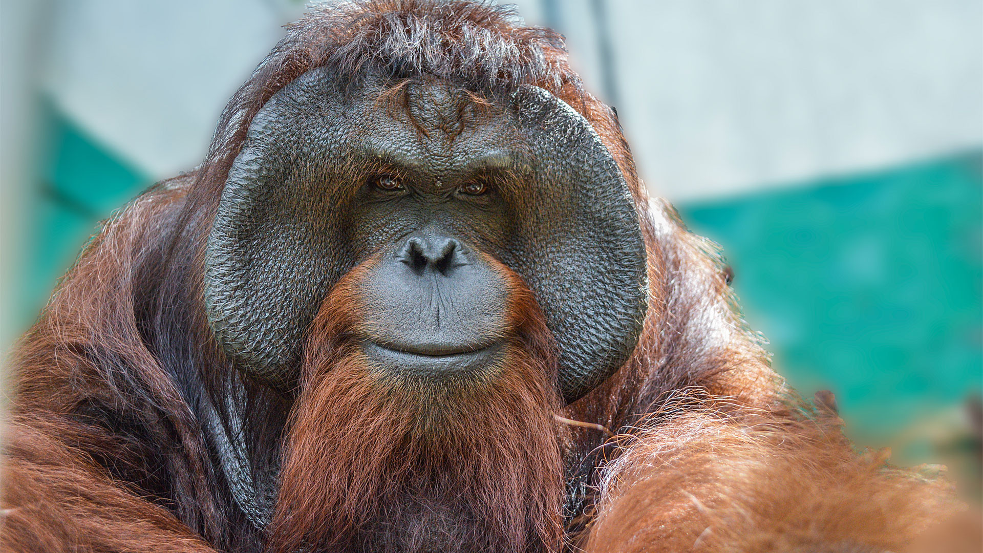 Detail Images Of An Orangutan Nomer 3