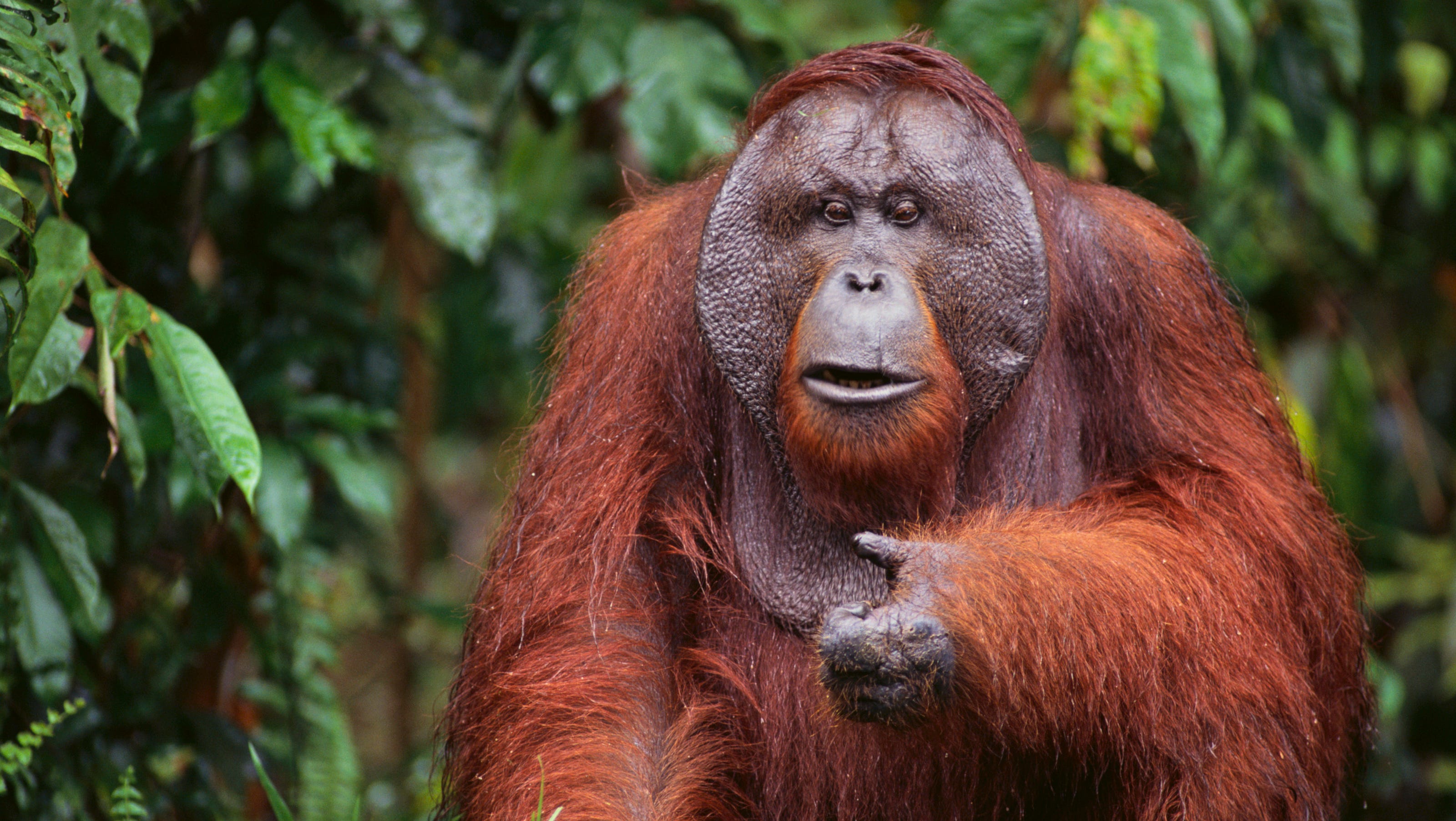 Detail Images Of An Orangutan Nomer 22