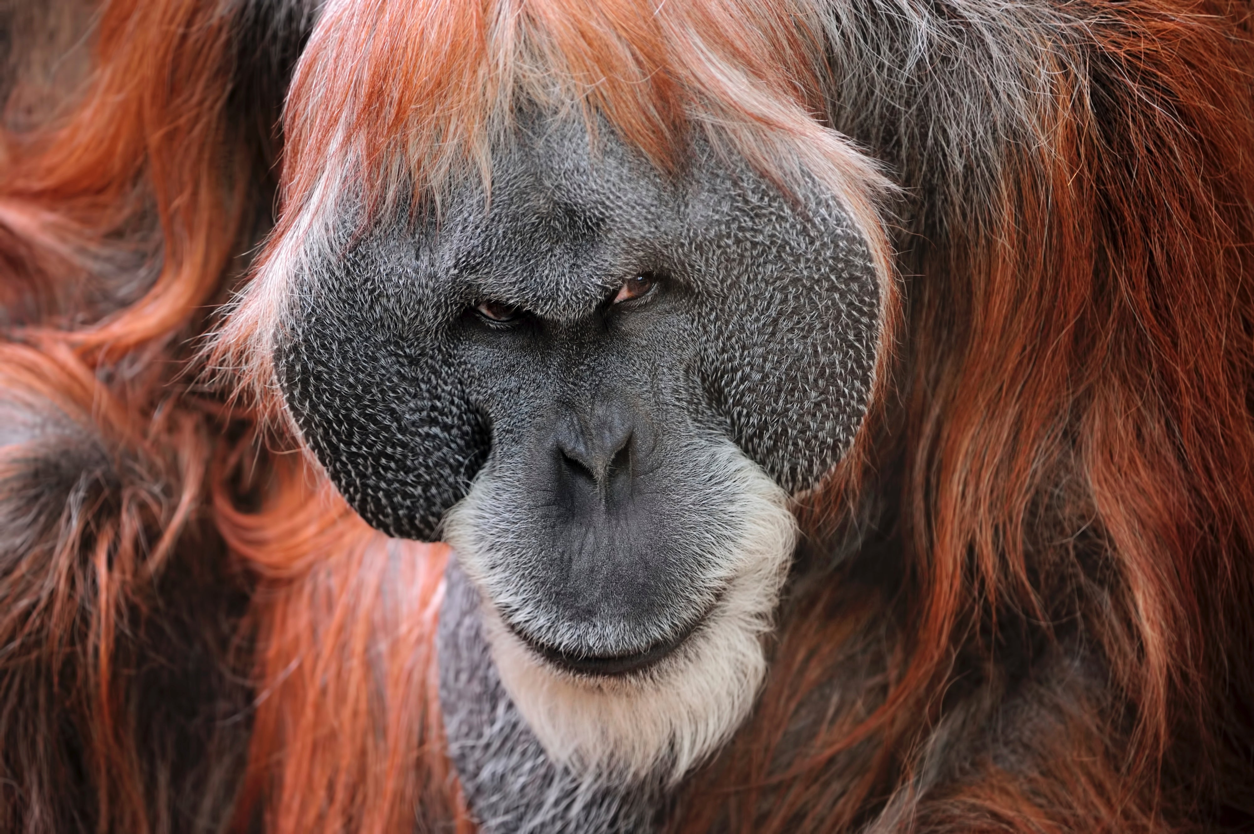 Detail Images Of An Orangutan Nomer 23