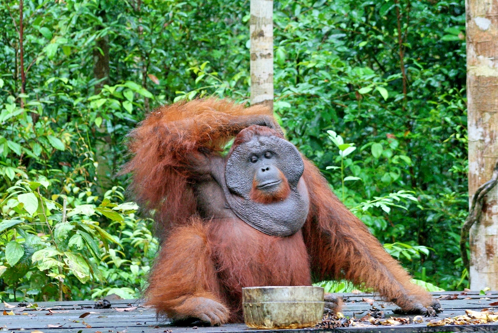 Detail Images Of An Orangutan Nomer 28