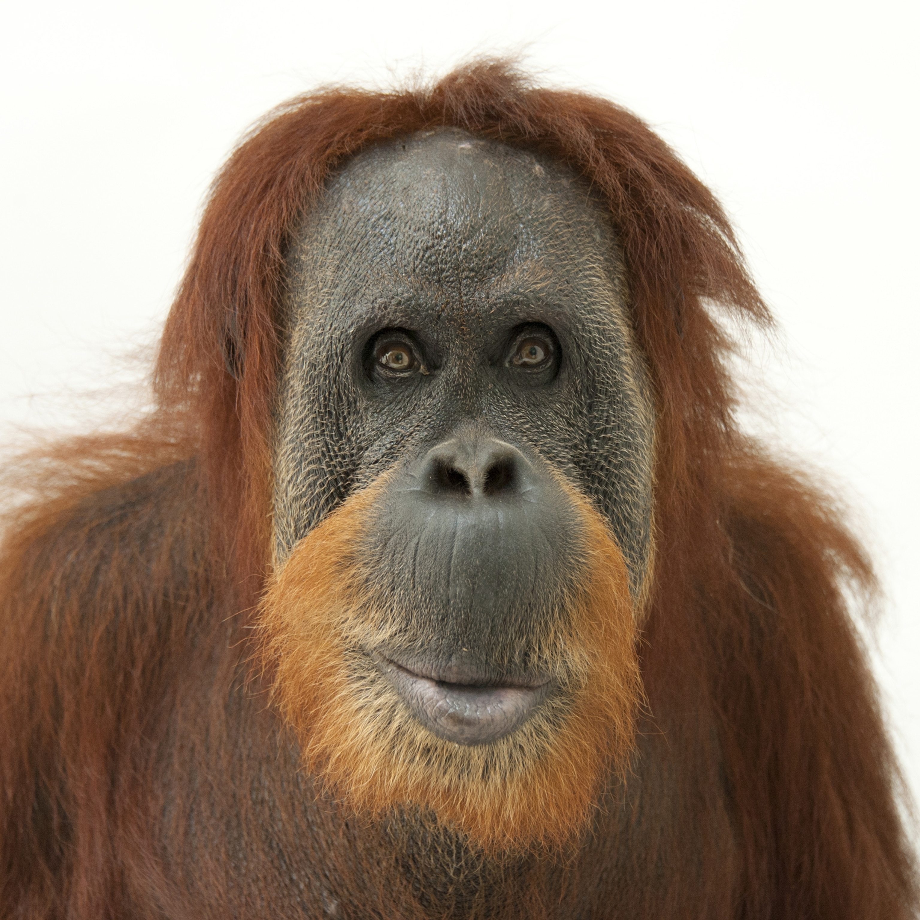 Detail Images Of An Orangutan Nomer 4