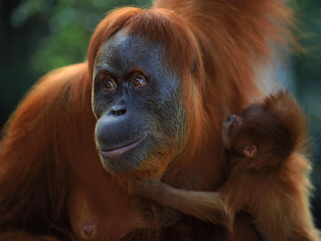 Detail Images Of An Orangutan Nomer 31