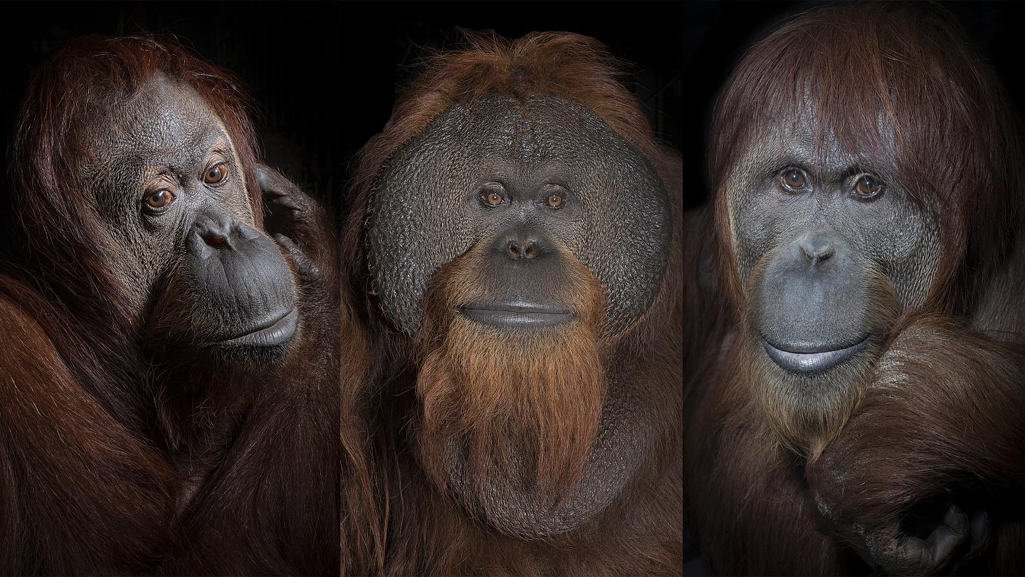 Detail Images Of An Orangutan Nomer 33