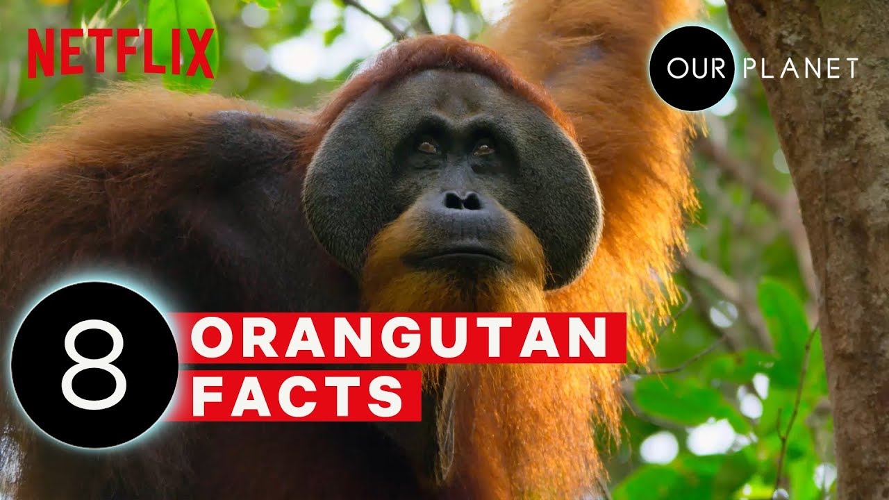 Detail Images Of An Orangutan Nomer 41