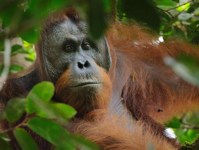 Detail Images Of An Orangutan Nomer 42