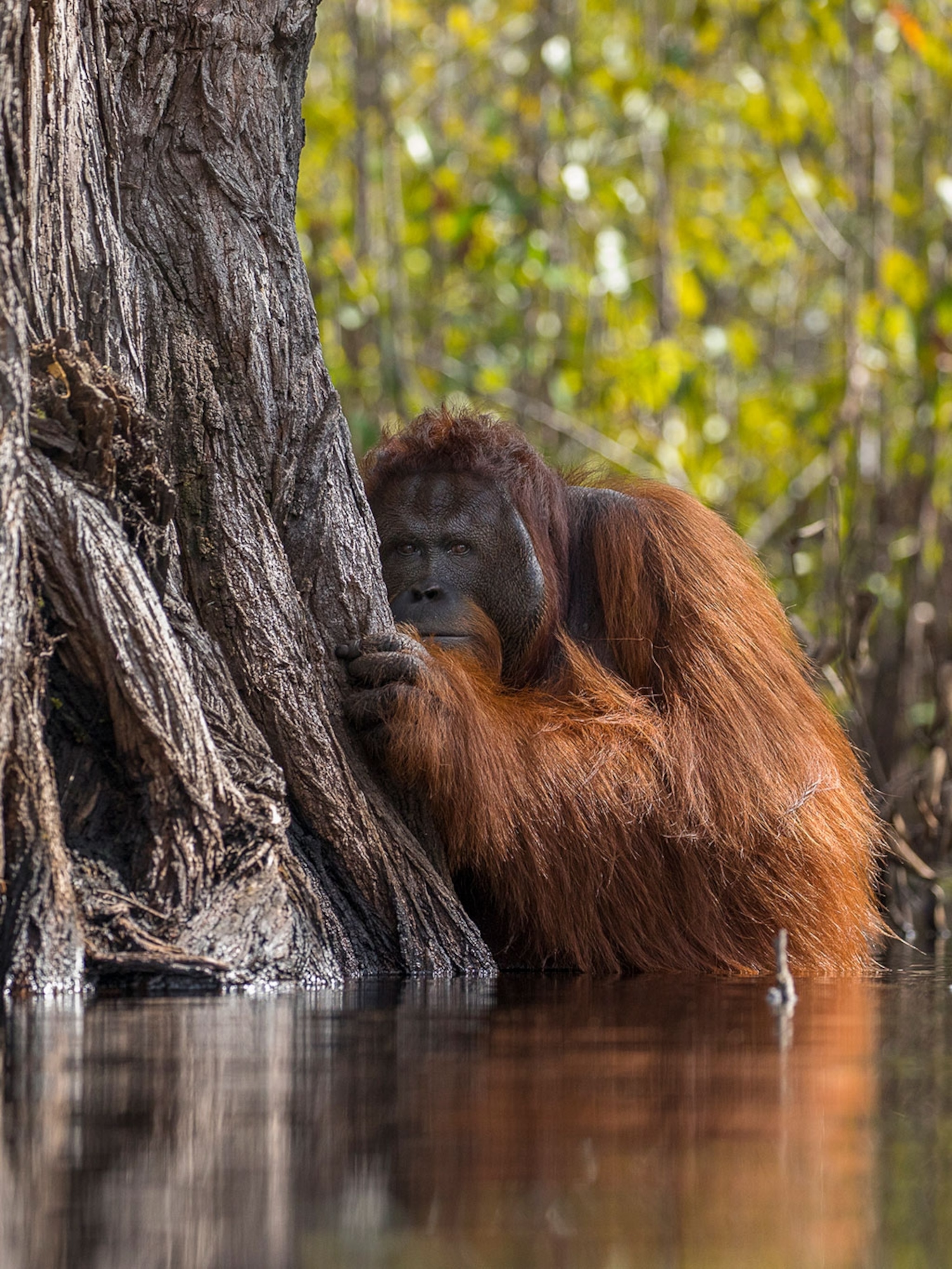 Detail Images Of An Orangutan Nomer 43