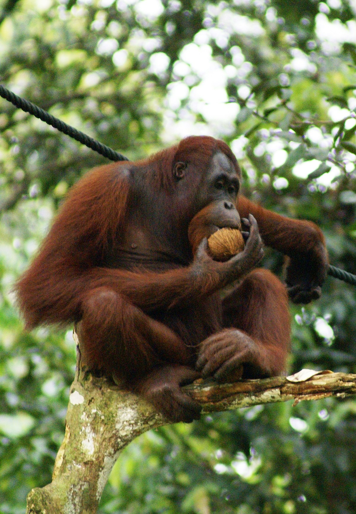 Detail Images Of An Orangutan Nomer 46