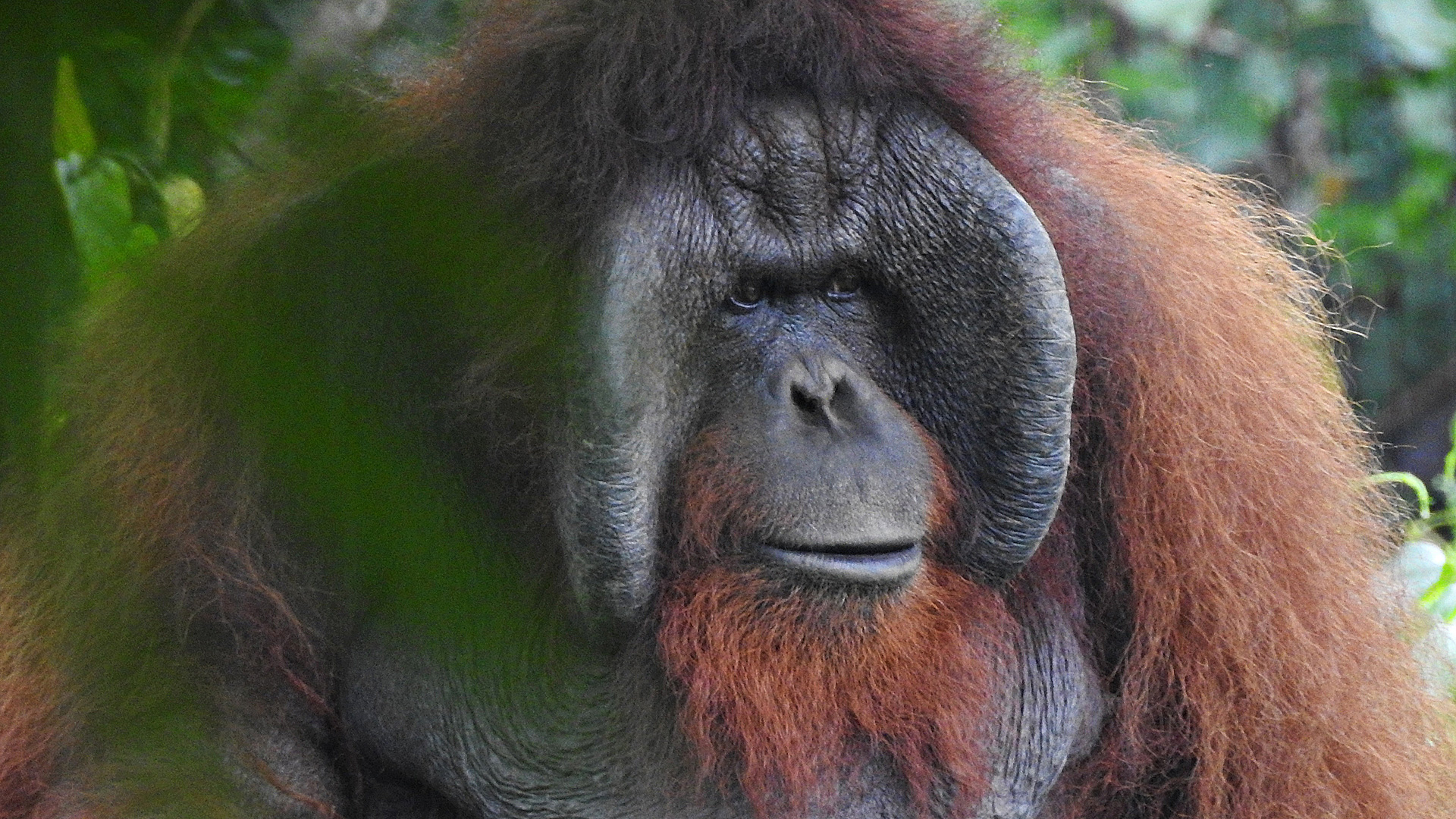 Detail Images Of An Orangutan Nomer 6