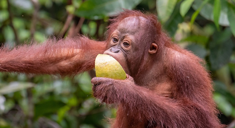 Detail Images Of An Orangutan Nomer 50