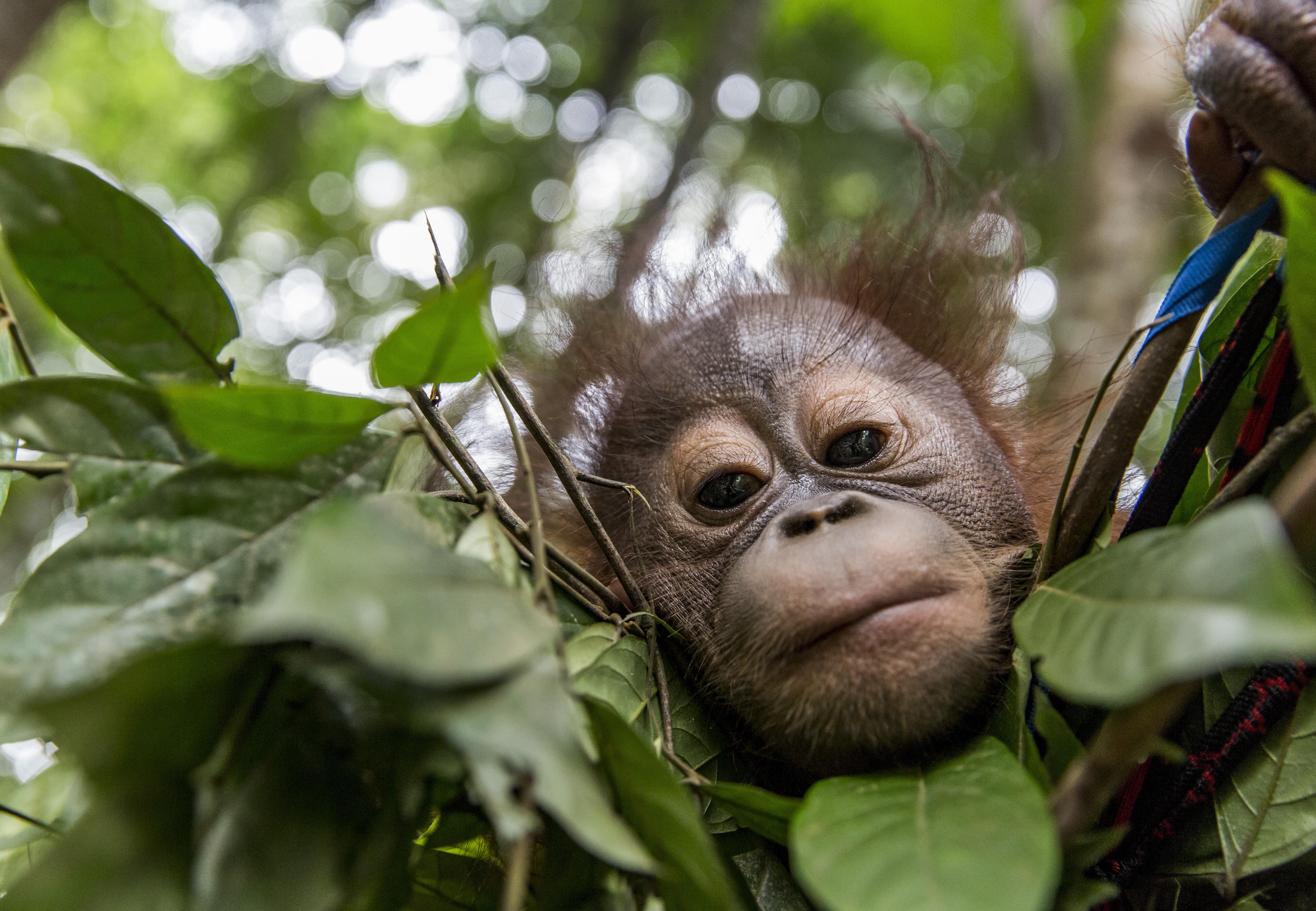 Detail Images Of An Orangutan Nomer 51